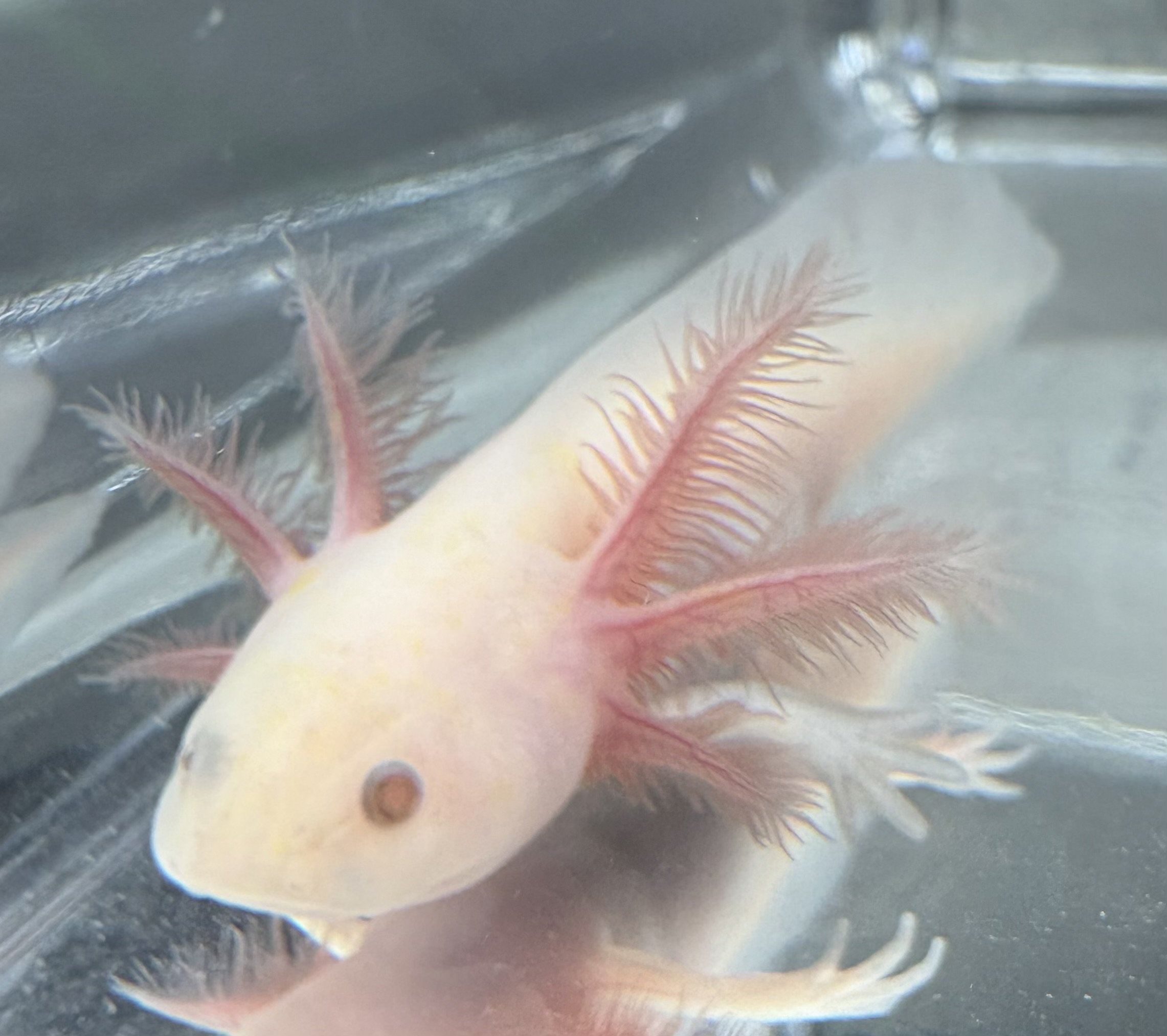 "Val (Valentine)" 4+inch hypomelanistic copper melanoid