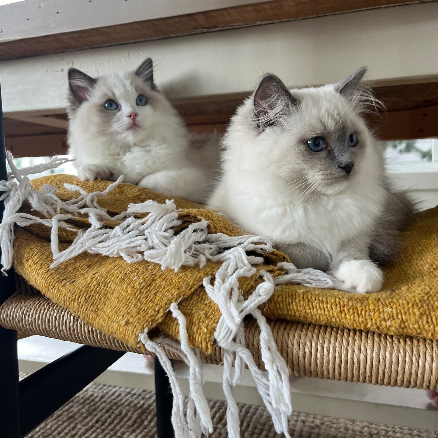 These girls know how to get cozy!