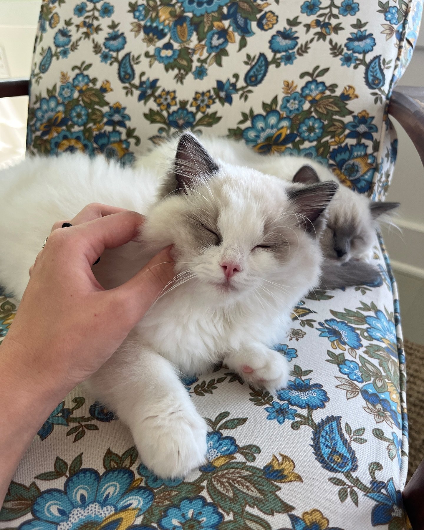 Next but not least, meet Bindi!🕊️This girl is a princess, no matter what she&rsquo;s doing, she looks so proper and poised. She is always making biscuits &amp; will come right up to you and say with her eyes &ldquo;hold me!&rdquo; Could not love her