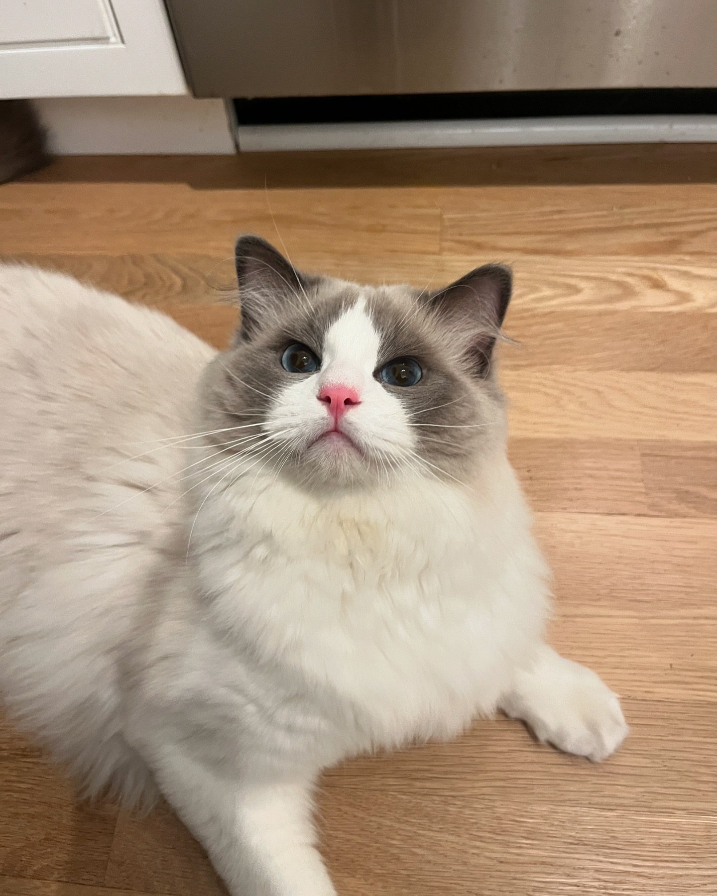 Swipe to see Burleigh&rsquo;s face when I take away his new favorite toy (a wrapped plastic straw) 😂 I love our gorgeous boy.
