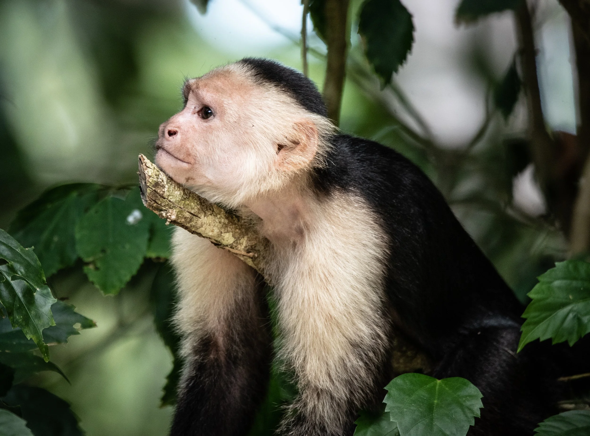 Conservation's                $1 Billion Leadership Problem.&nbsp;                             It’s time to Build a Better Boat.