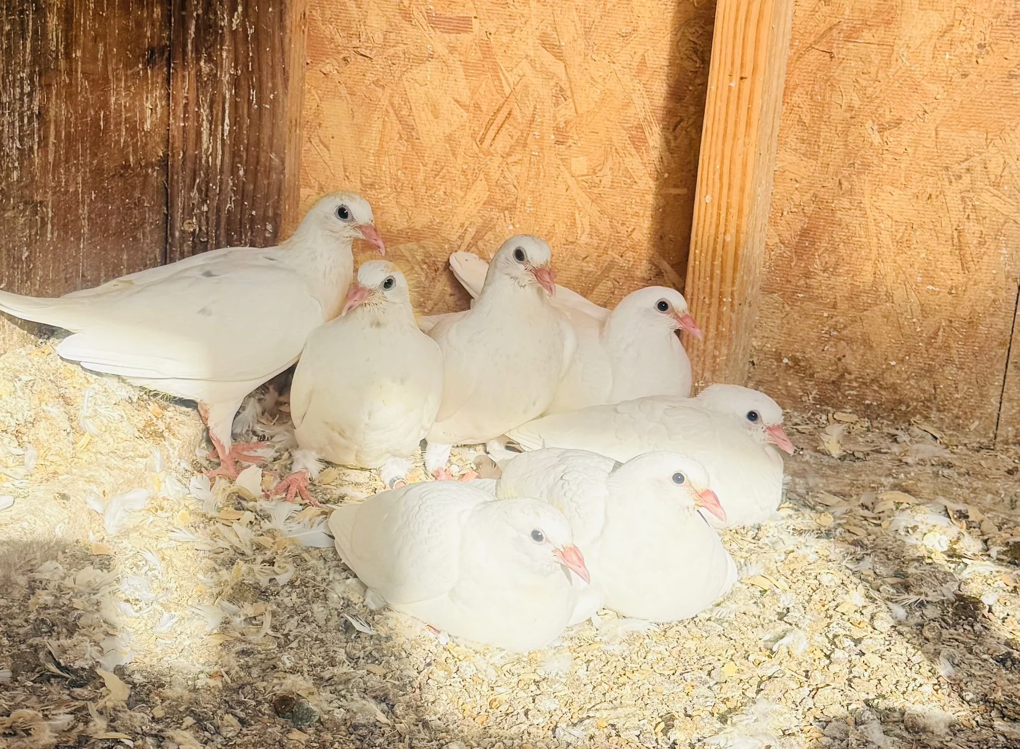 dove pics 1.jpeg