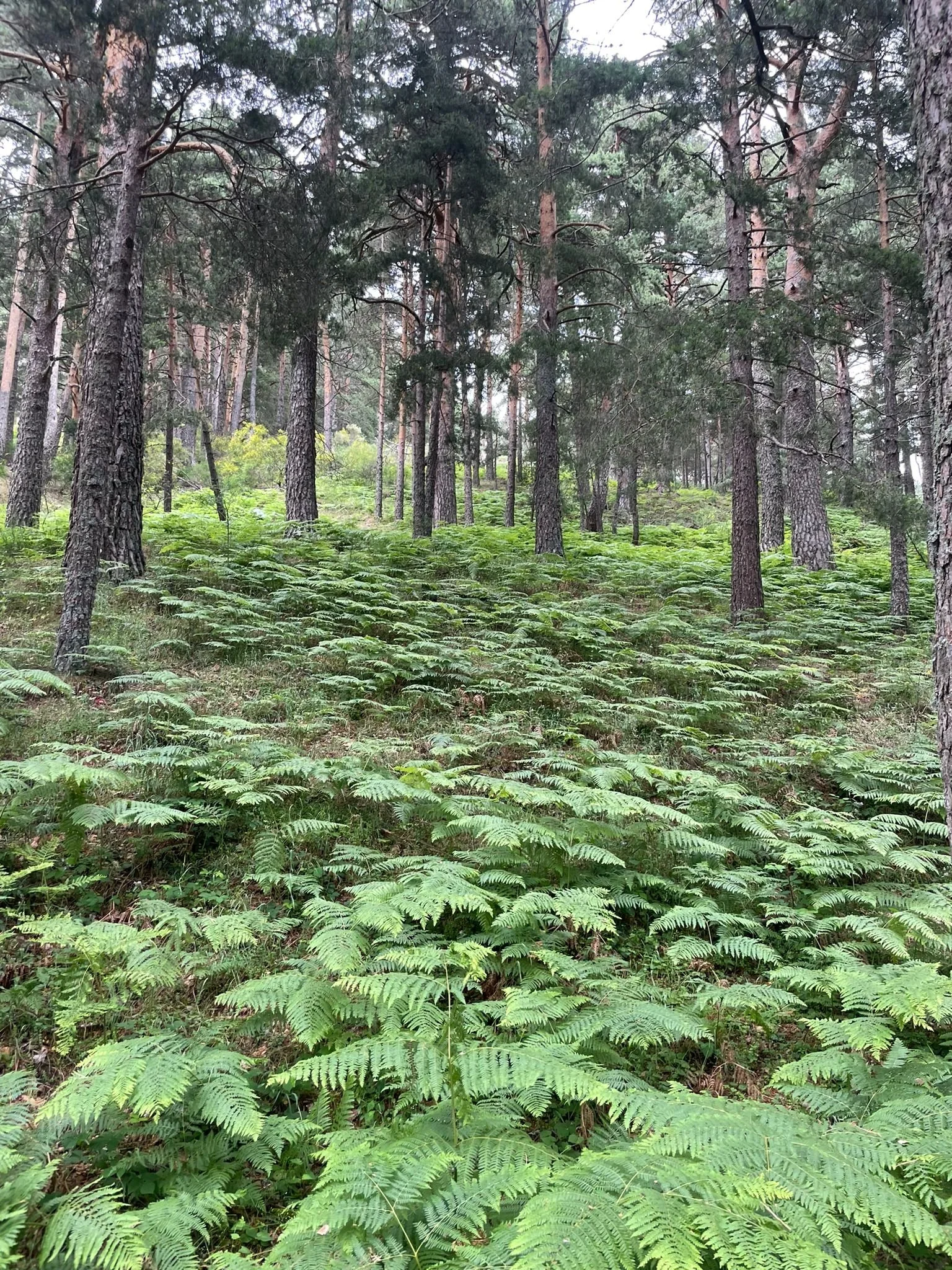 WhatsApp Image 2024-06-30 at 09.49.18.jpeg