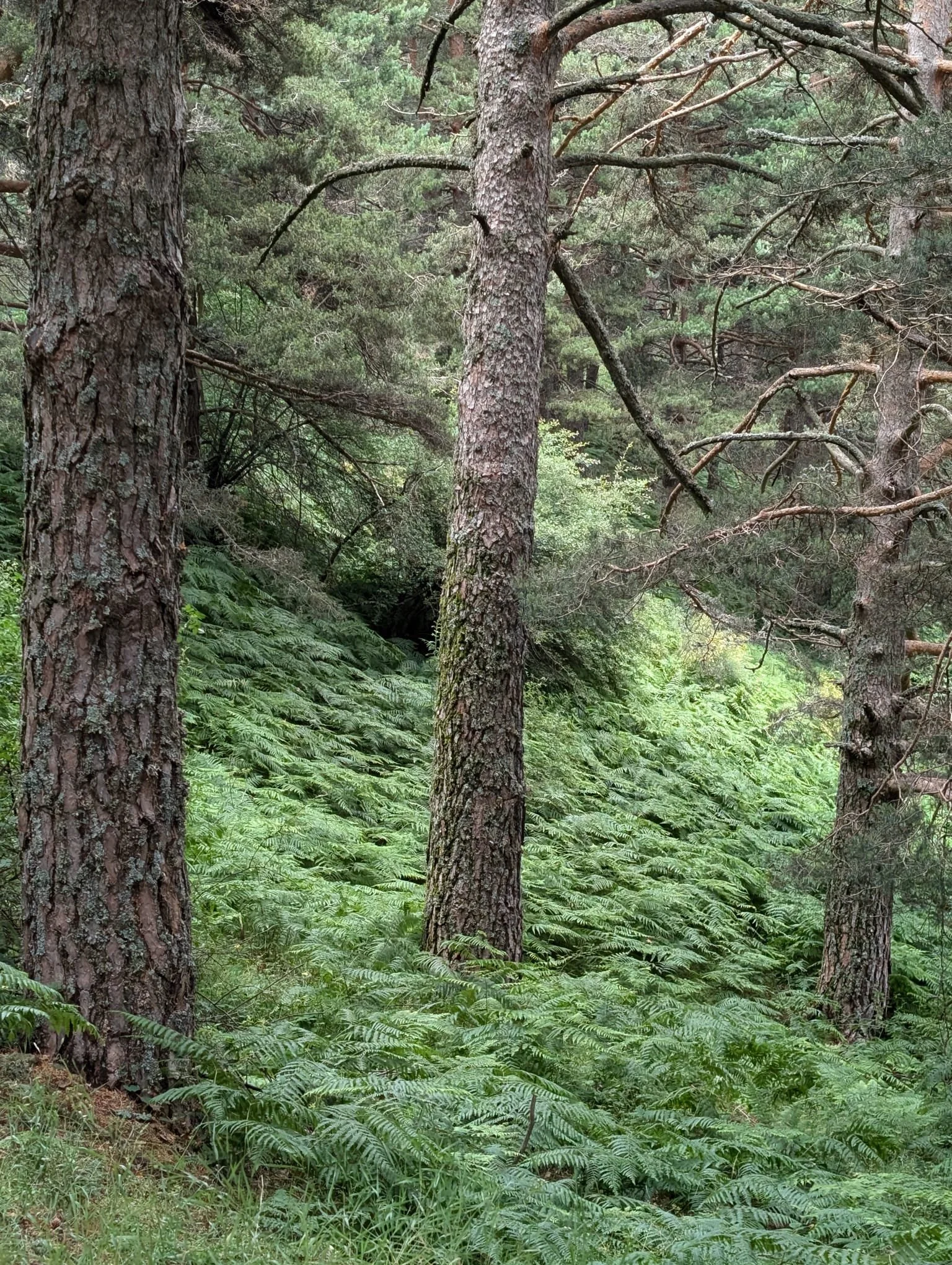 WhatsApp Image 2024-06-30 at 10.38.50.jpeg