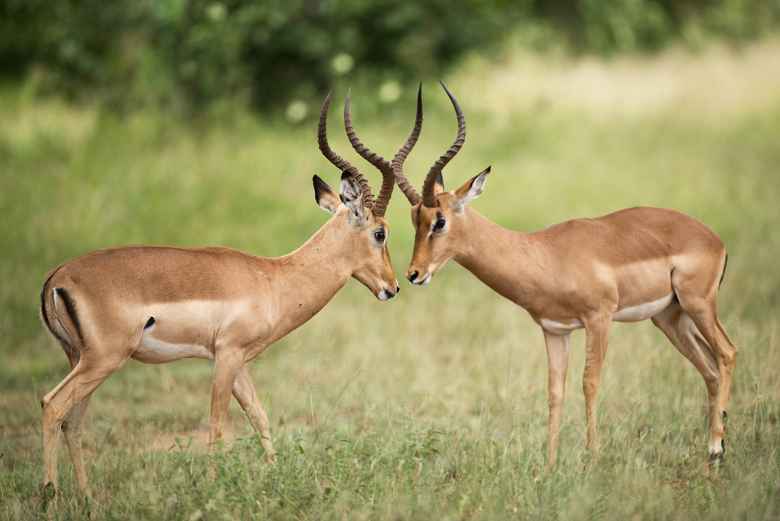 Blog Post 39: Getting Comfortable with Conflict