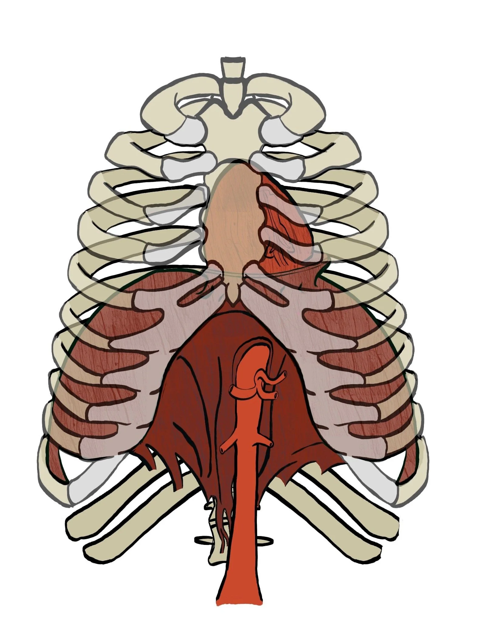 diaphragme dans cage thoracique.jpg