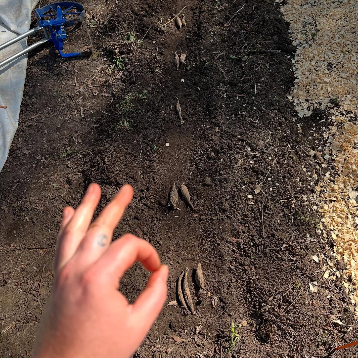 I am offering a class to share all I know about flower growing. It&rsquo;s free - and I will tell you everything through this post:

The instructions on seed packets, that flower website you found looking for answers, or what
your friend 150 miles aw