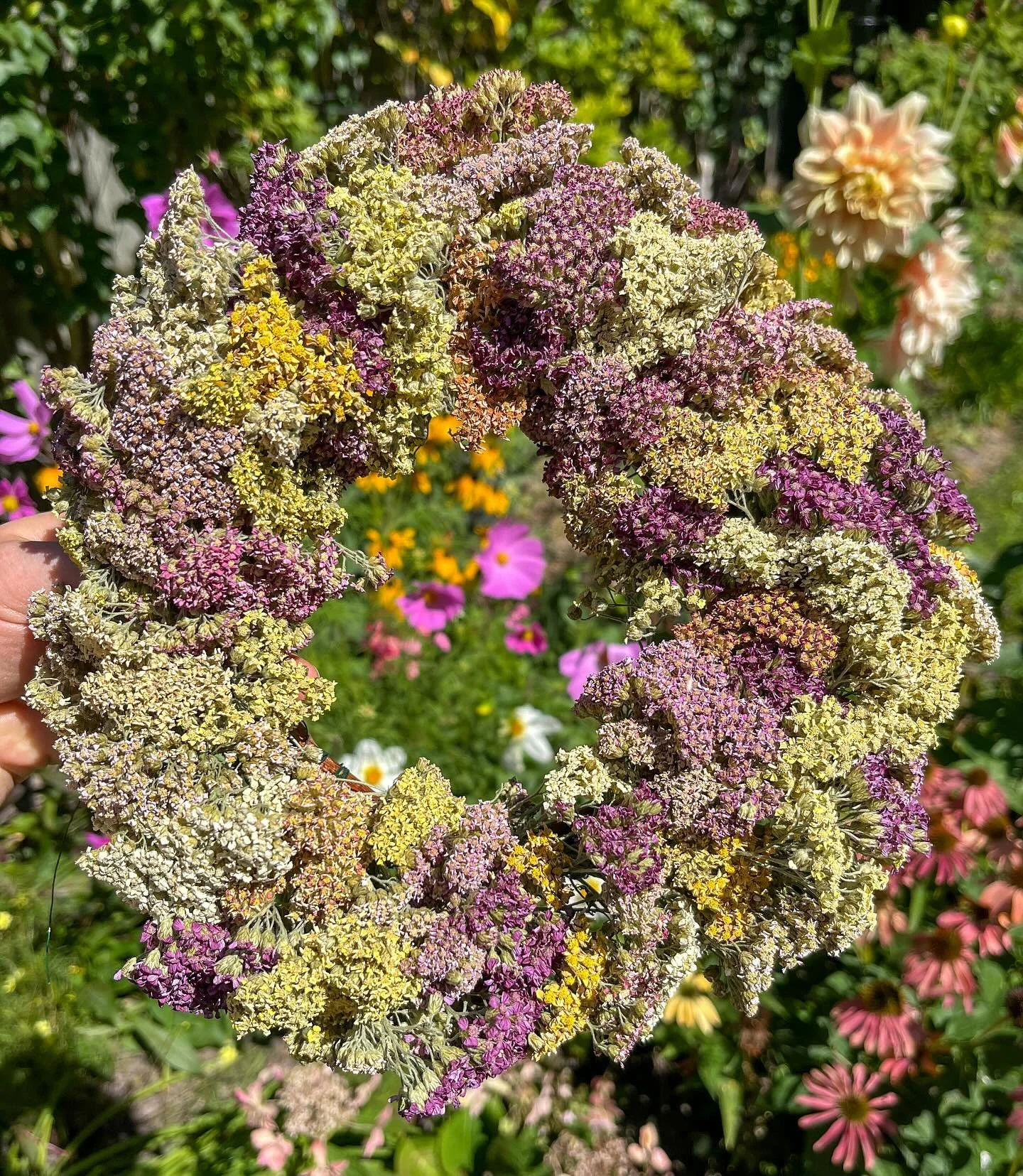 Here&rsquo;s a wreath made with dried yarrow flowers first used as fresh decoration for a celebration of life - now dried as a physical memory of love. 

And a dahlia, from my mom&rsquo;s garden, just because.

Yarrow curtesy of @brewcityblooms ✨