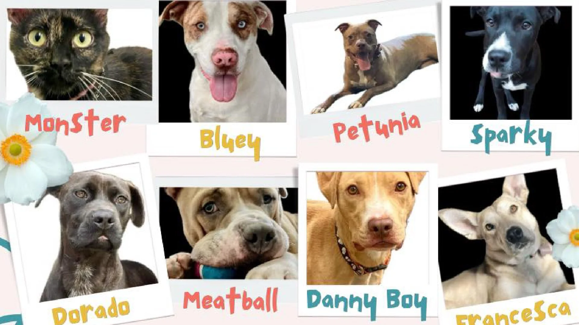 Giveback Night & Dog Trivia