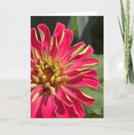 Exuberant Zinnia Greeting Card
