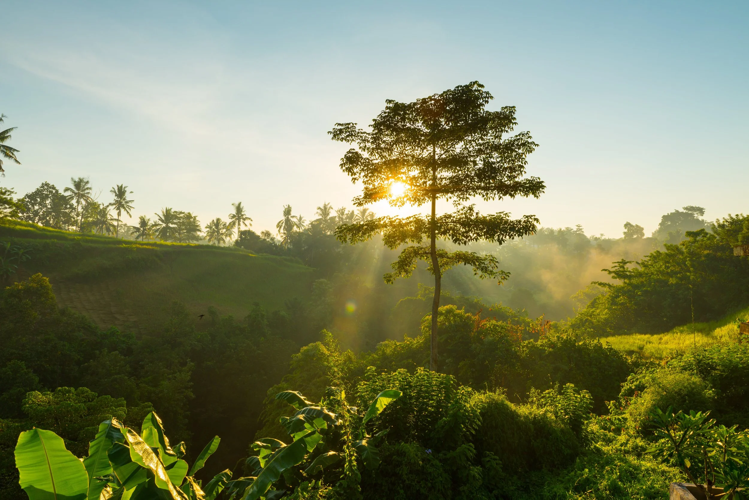 Planet - Bali Jungle