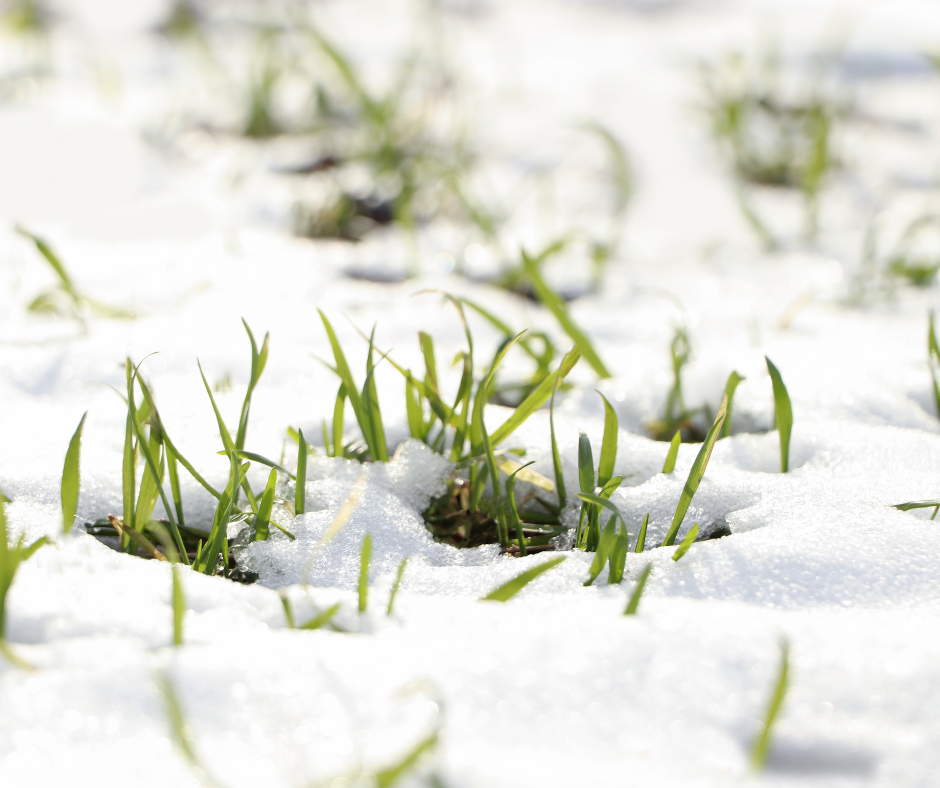 January in the Landscape: What’s Happening Beneath the Snow