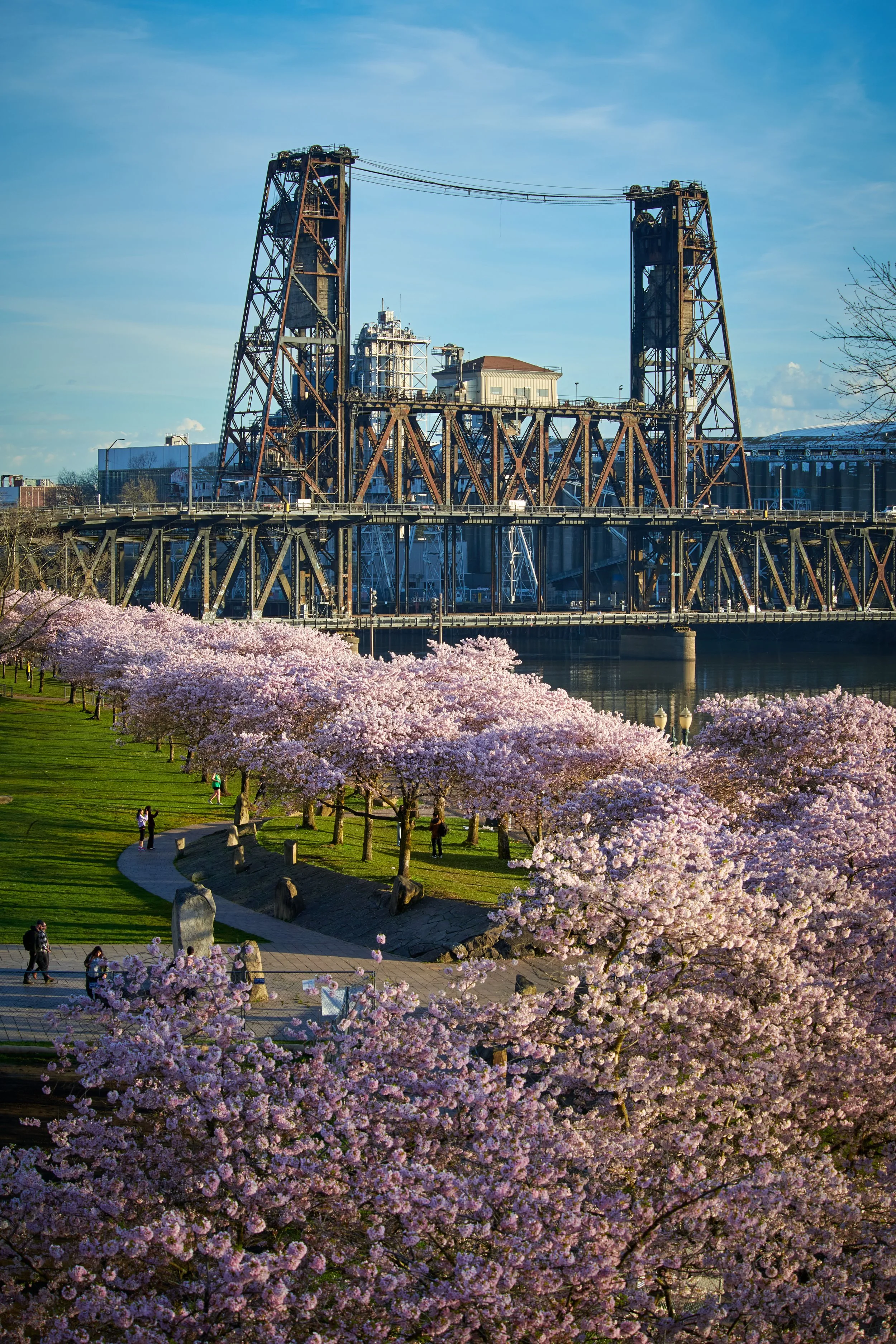 A view of pink cherry blossom trees along Tom McCall Waterfront Park in Portland,Oregon with people walking, with the steel bridge and city buildings in the background under a blue sky.
