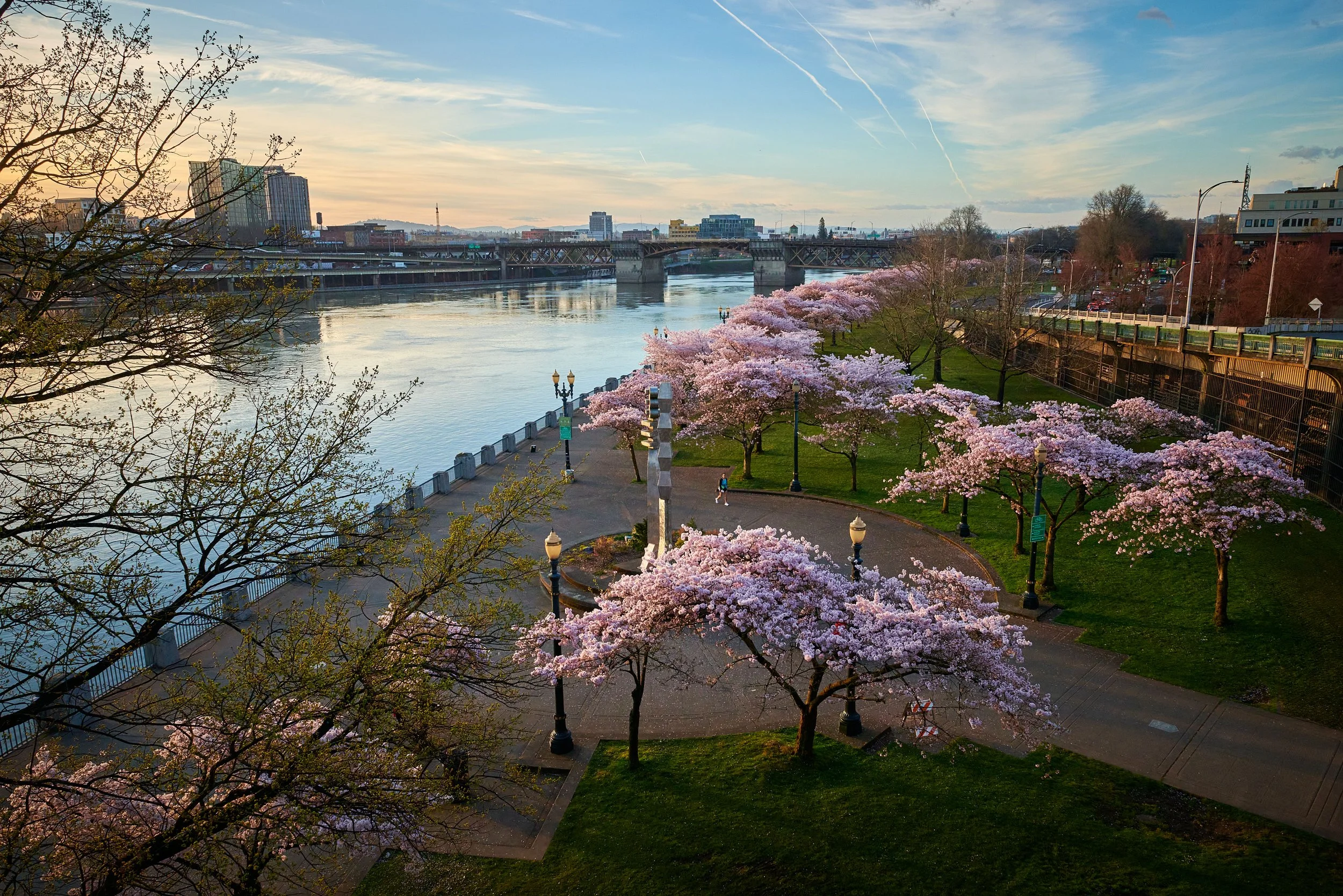 Cherry blossom trees along Tom McCall Waterfront Park at sunrise in Portland, OR with the Steel Bridge in the background and cityscape beyond.