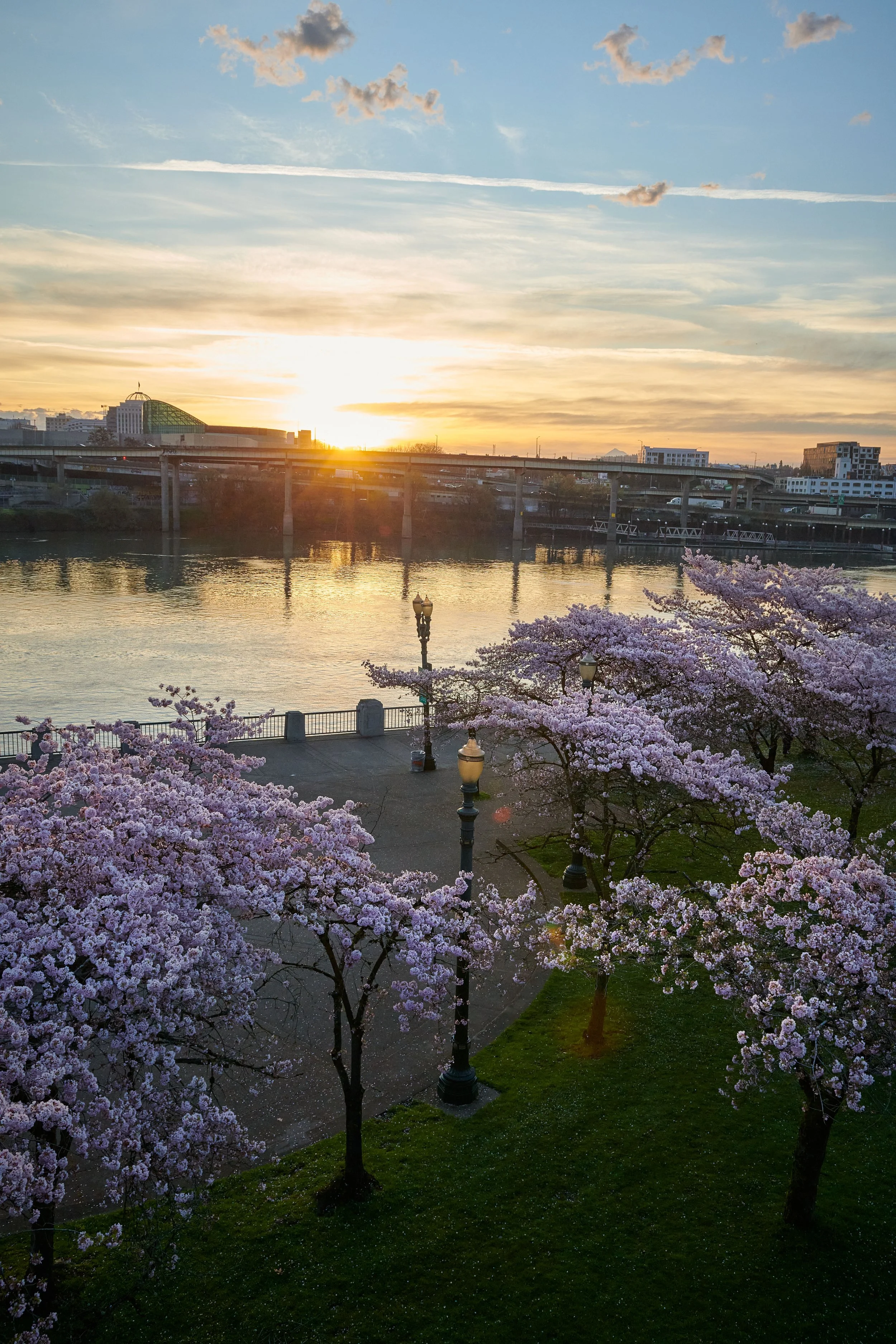 Cherry blossom trees along Tom McCall Waterfront Park at sunrise in Portland, OR with the Steel Bridge in the background and cityscape beyond.