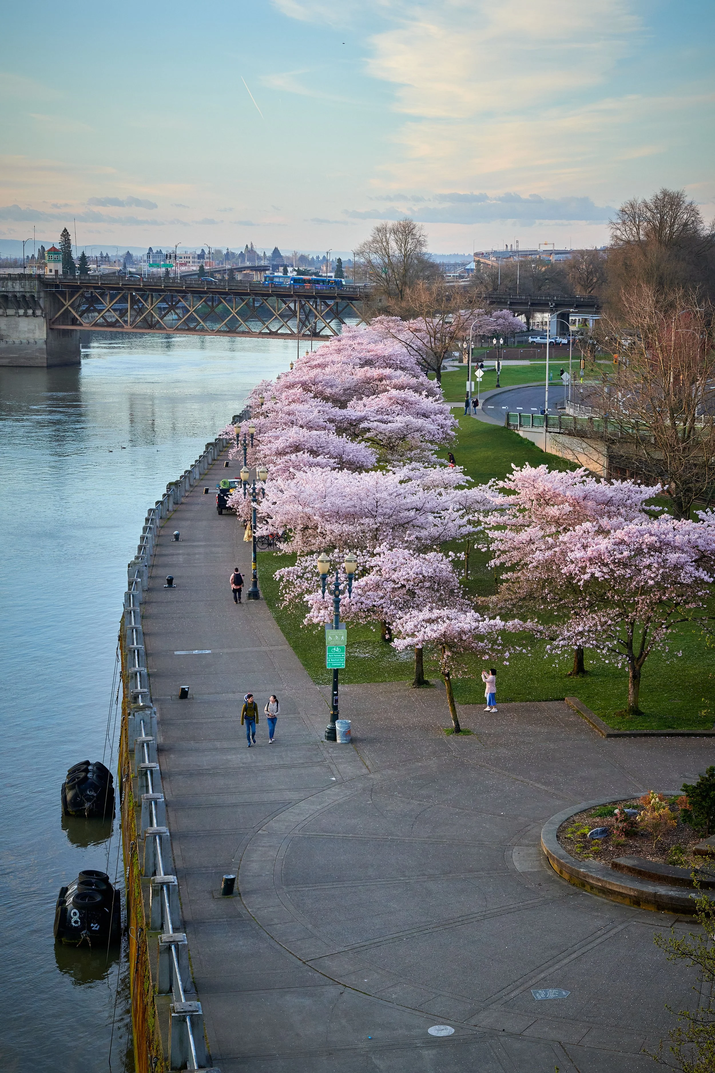 Cherry blossom trees along Tom McCall Waterfront Park at sunrise in Portland, OR with the Steel Bridge in the background and cityscape beyond. People are strolling on the promenade.