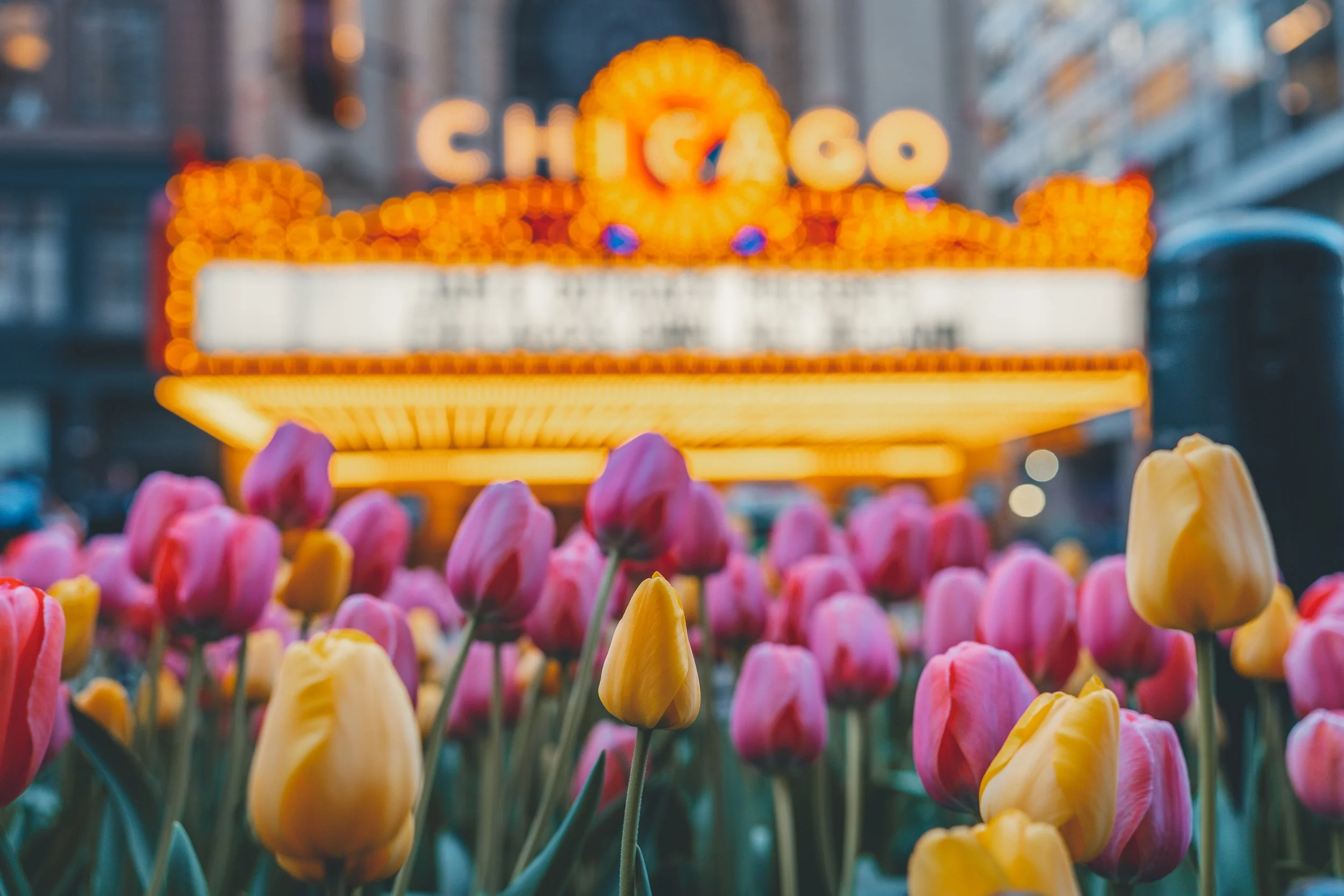 Tulips on the State // May 2023