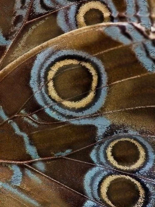 Prairie inspiration 🦋