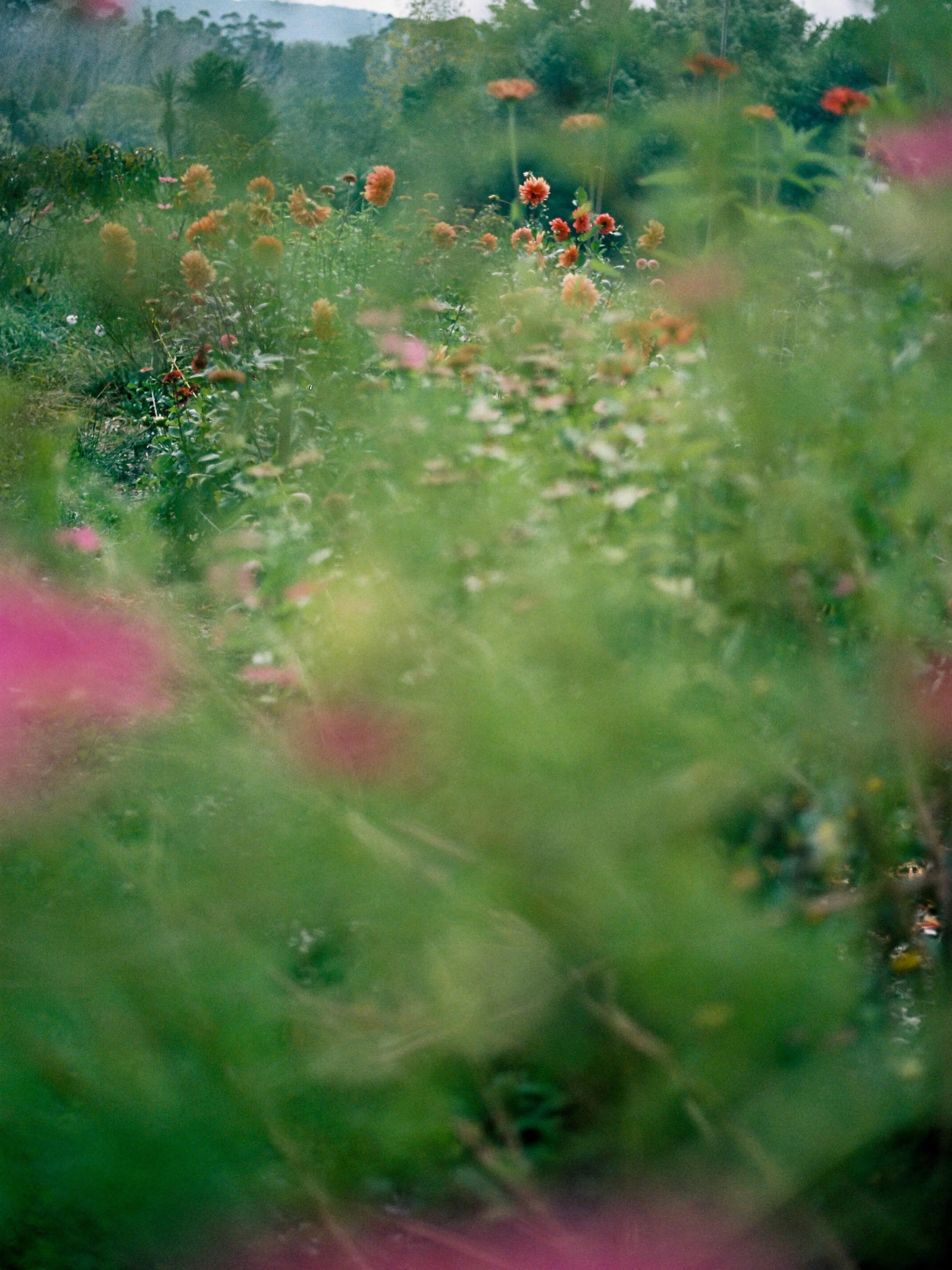 May a beautiful weekend find you 🌸 
📷 @opheliaafm x
