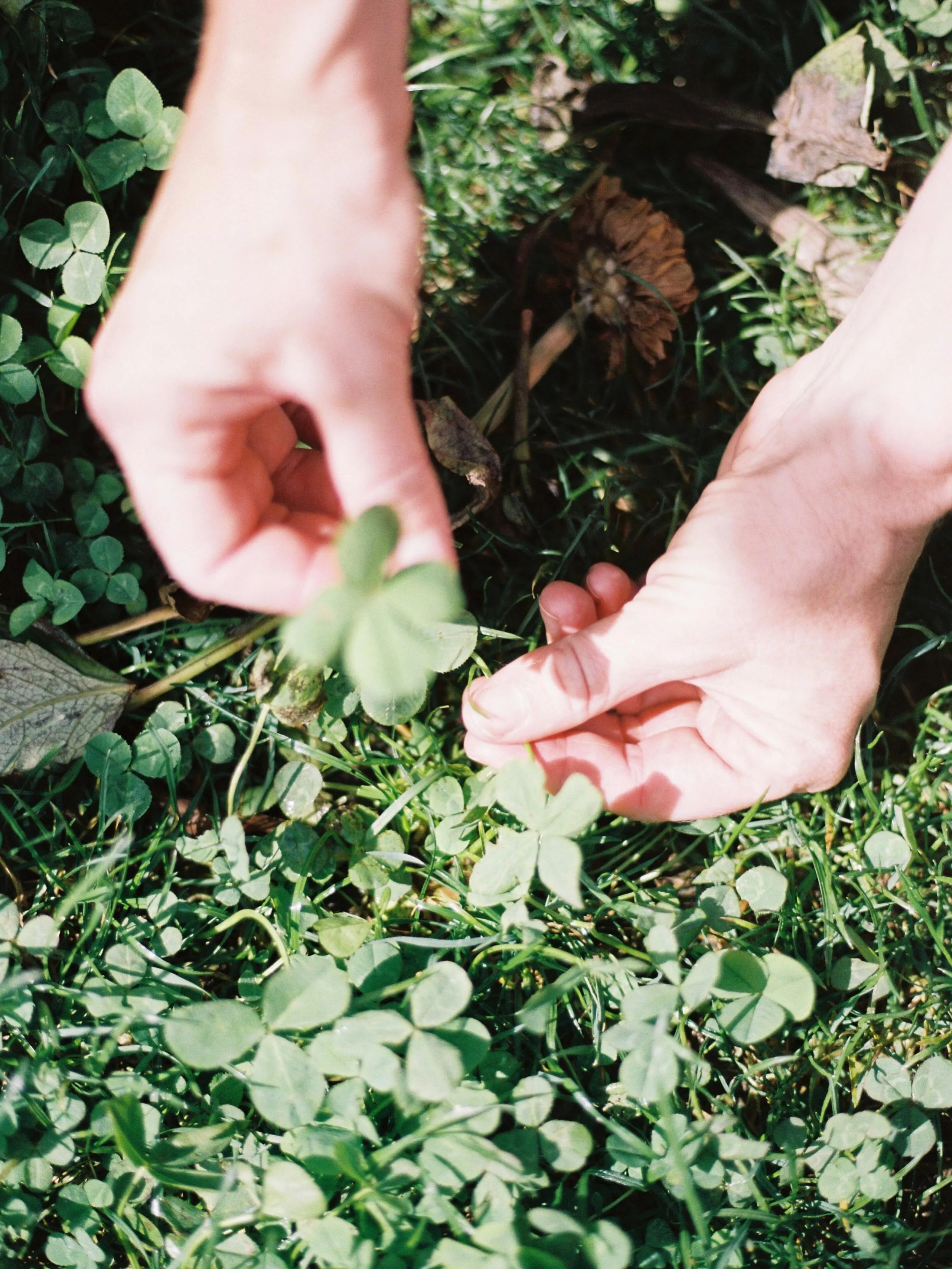 May this kind of luck find you 🍀

📷 @opheliaafm