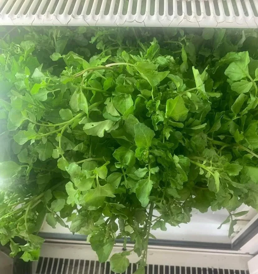 Watercress - Purchased with Boil Up