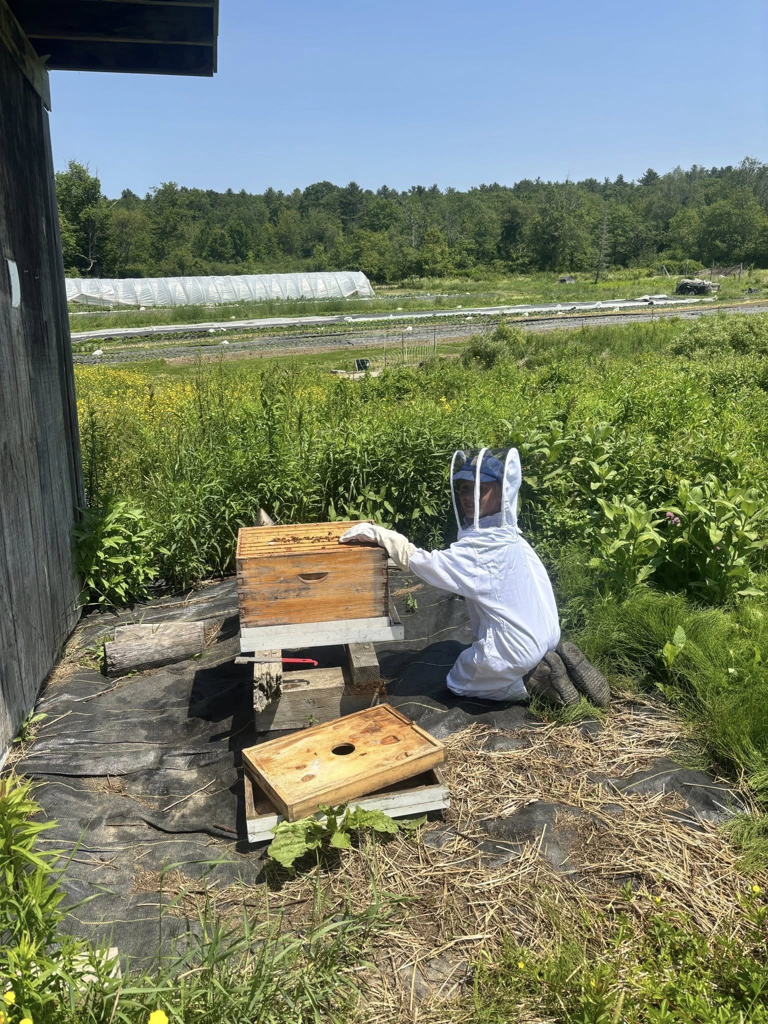  Photo Credit: Emilia Carbone/3 Bug Farm 