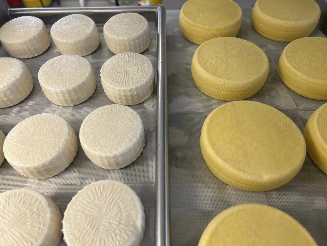 Side by side, you can see how the type of milk contributes to the color of the cheese.