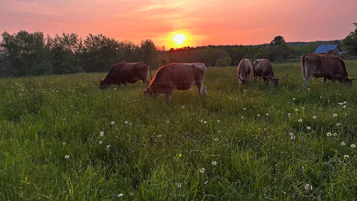 Cows making pre-cheese. Photo by Allison Lakin.