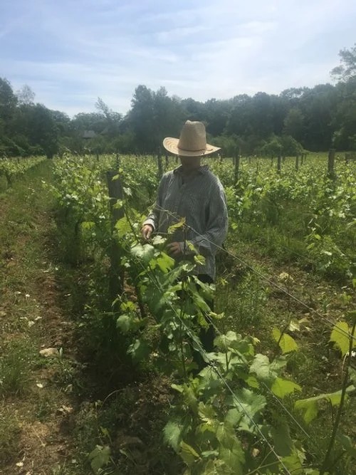  Photo credit: Oyster River Winegrowers 