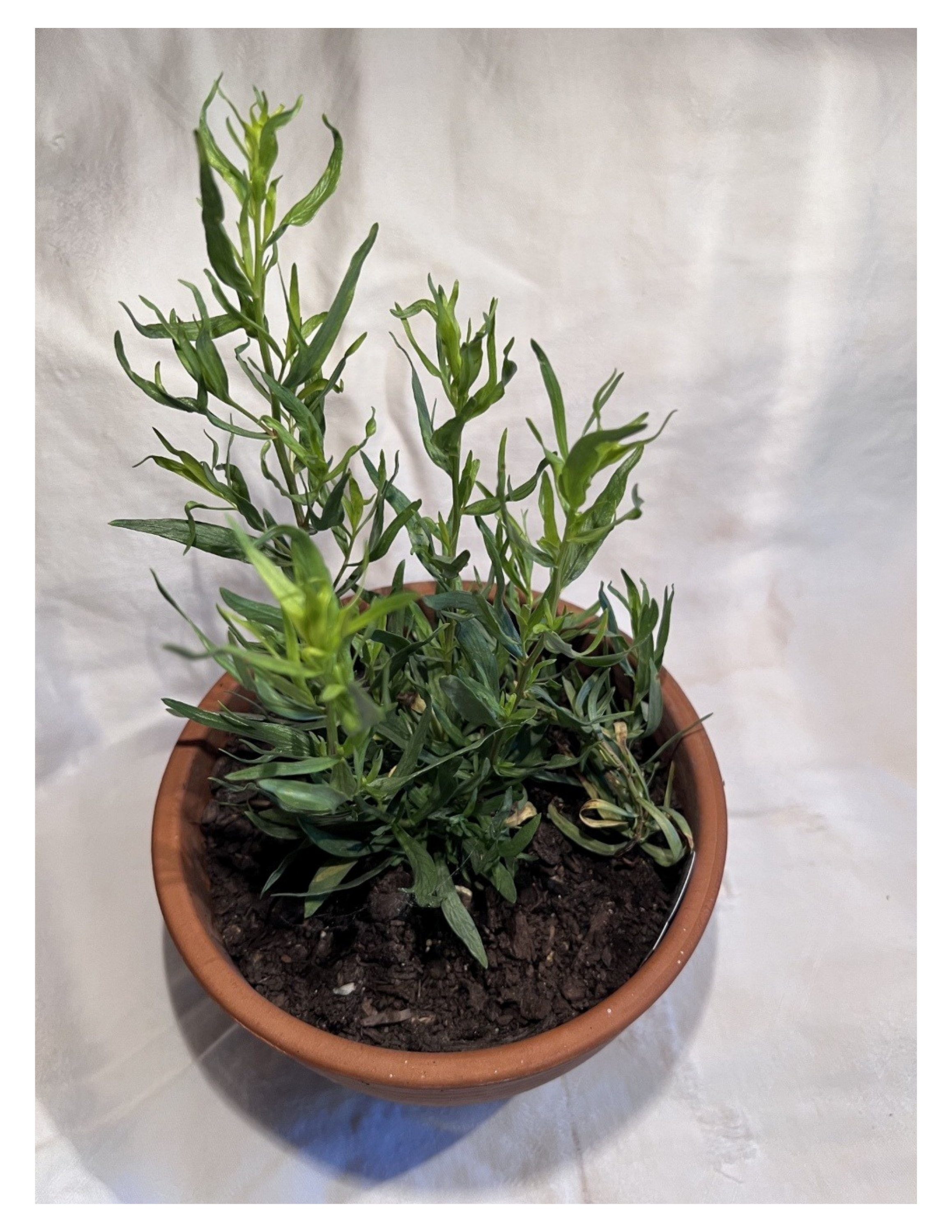 Cooking in Season: Tarragon