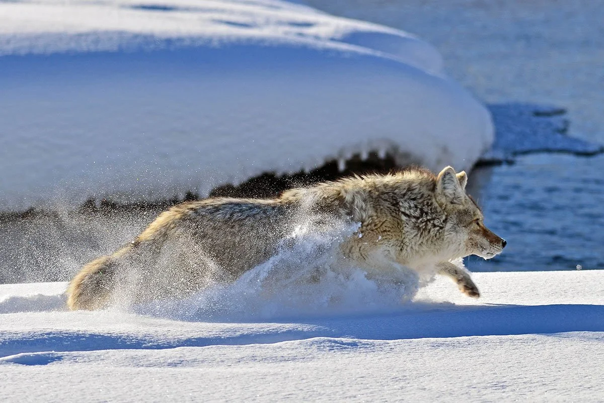 January 2026 - Coyote Center of Maine