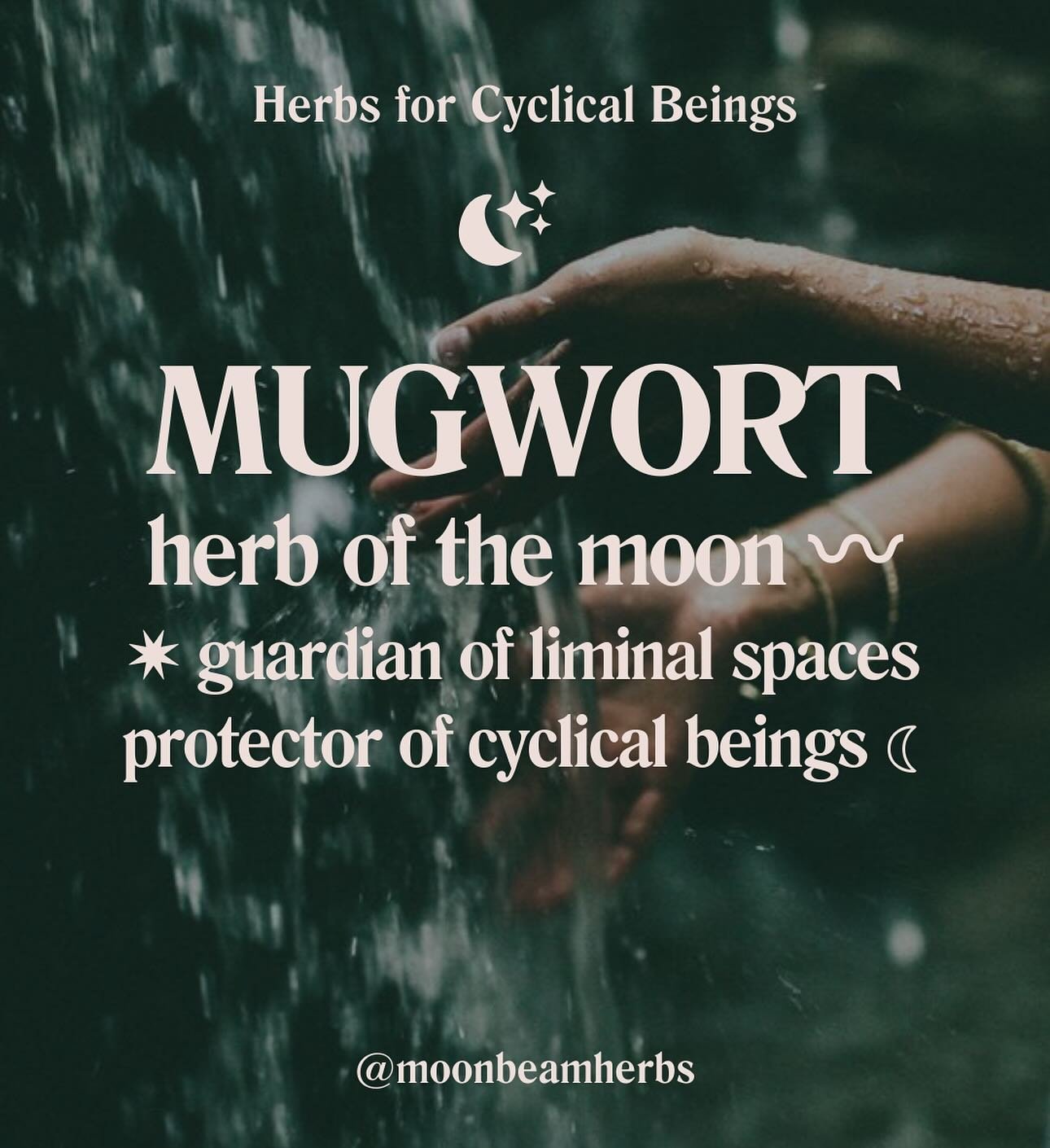 Mugwort ꩜✦

Mugwort, with her silvery leaves and lunar magic, is adept at transversing the subconscious and unconscious realms, bringing shadows into light, pulling up deep wisdom, helping us dream wild dreams&hellip;
&nbsp;
Mugwort is one of my dear