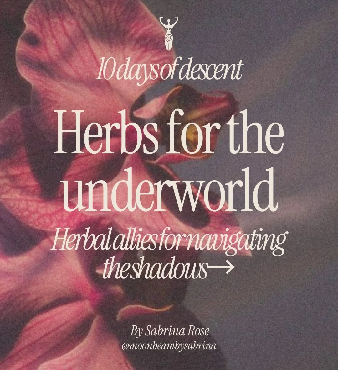 Herbs for the underworld 🌀

Like any good mythological undertaking, a fruitful trip to the underworld involves encountering helpers along the way.

Some of the best helpers you can call on while navigating the underworld? Herbs 🍵🌝

While in the un