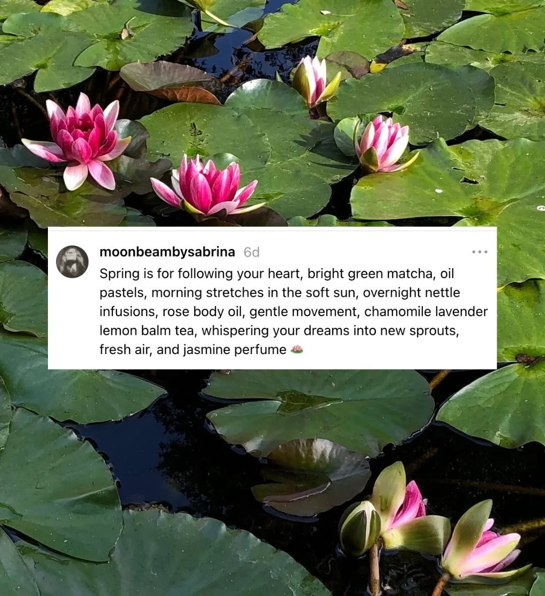 Spring dreams 🪷🍵🦋