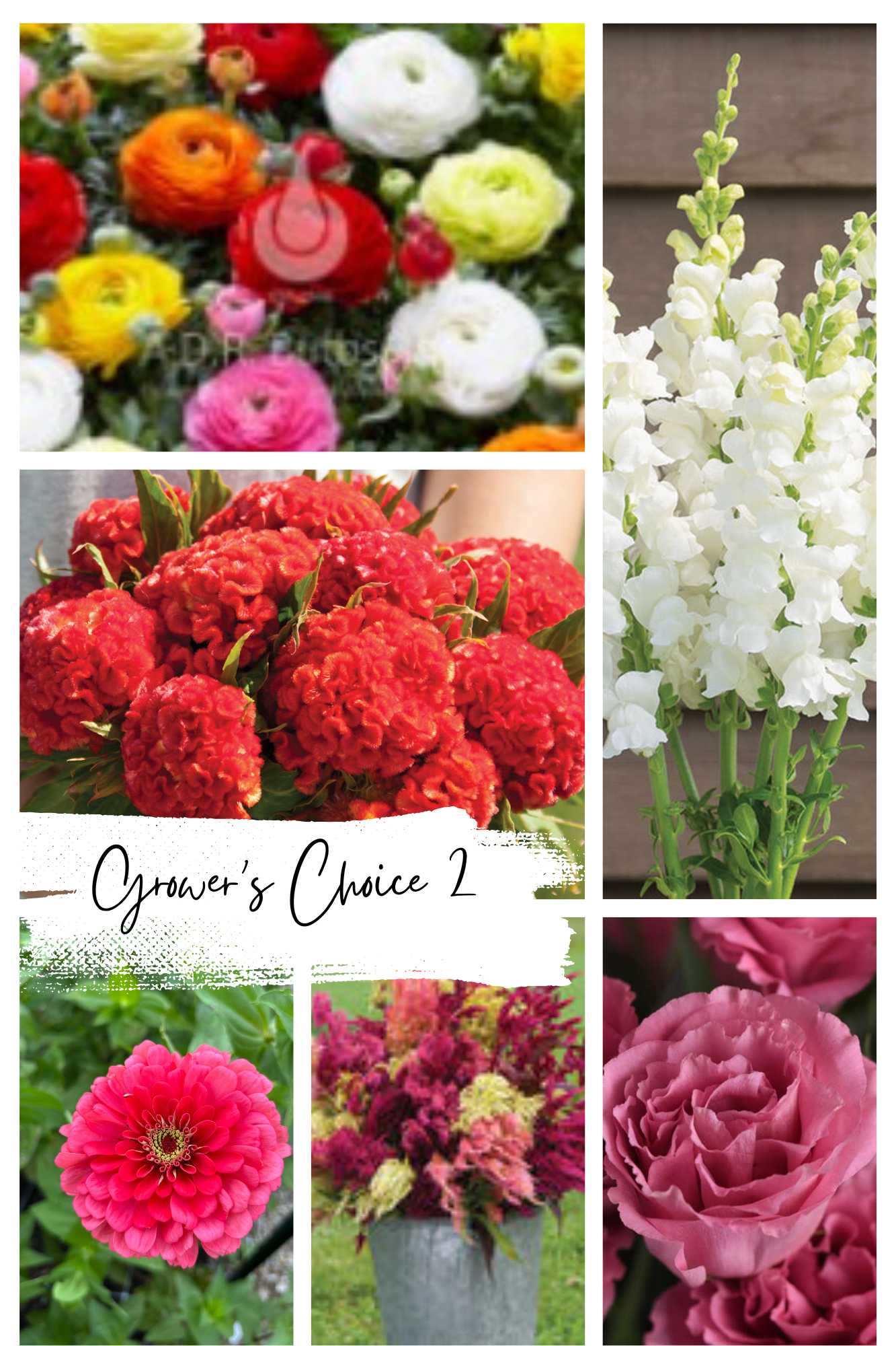 Grower's Choice 2.png