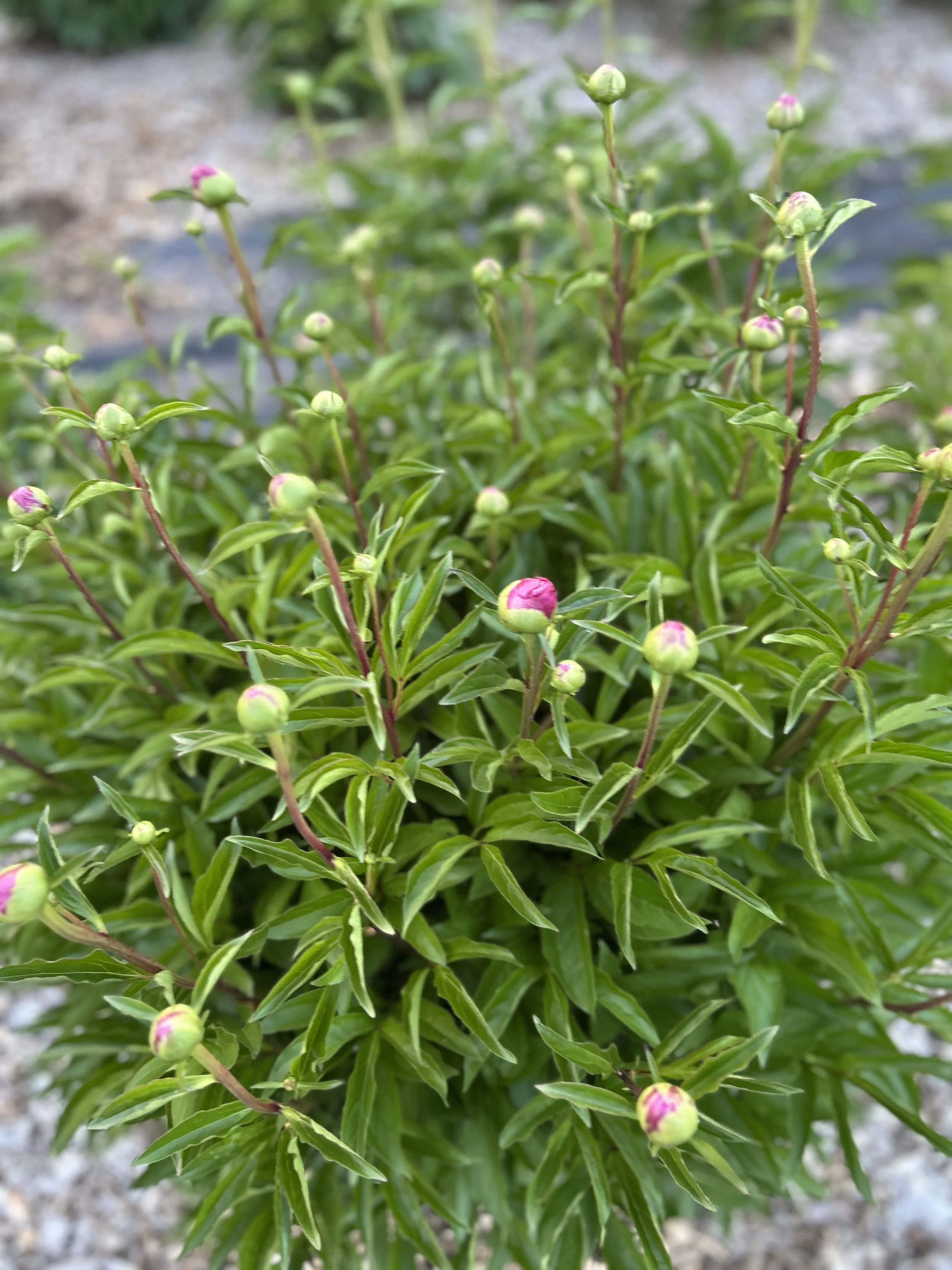 Peonies . . . almost ready to harvest.