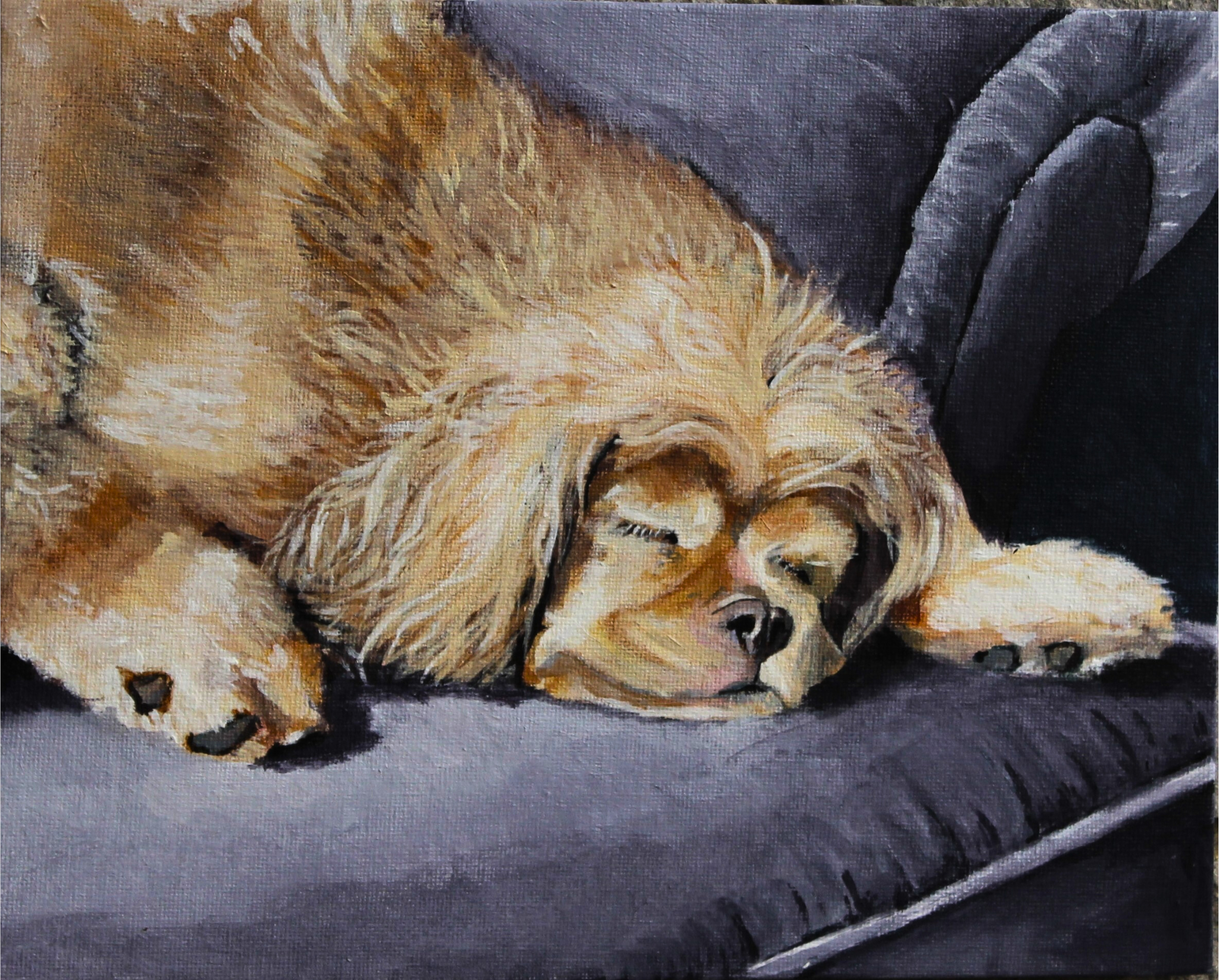 Closeup of brown dog laying on dark grey couch