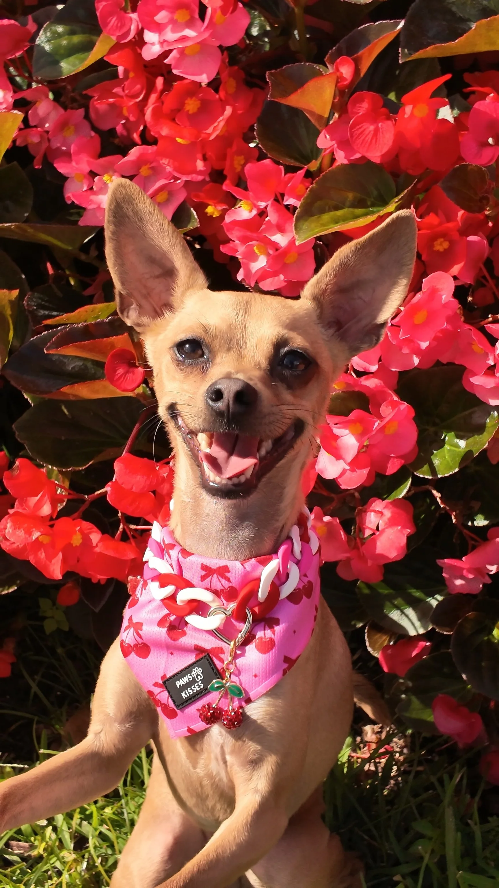 dji_mimo_20260110_112114_0_1768073380939_video.jpg (Copy)