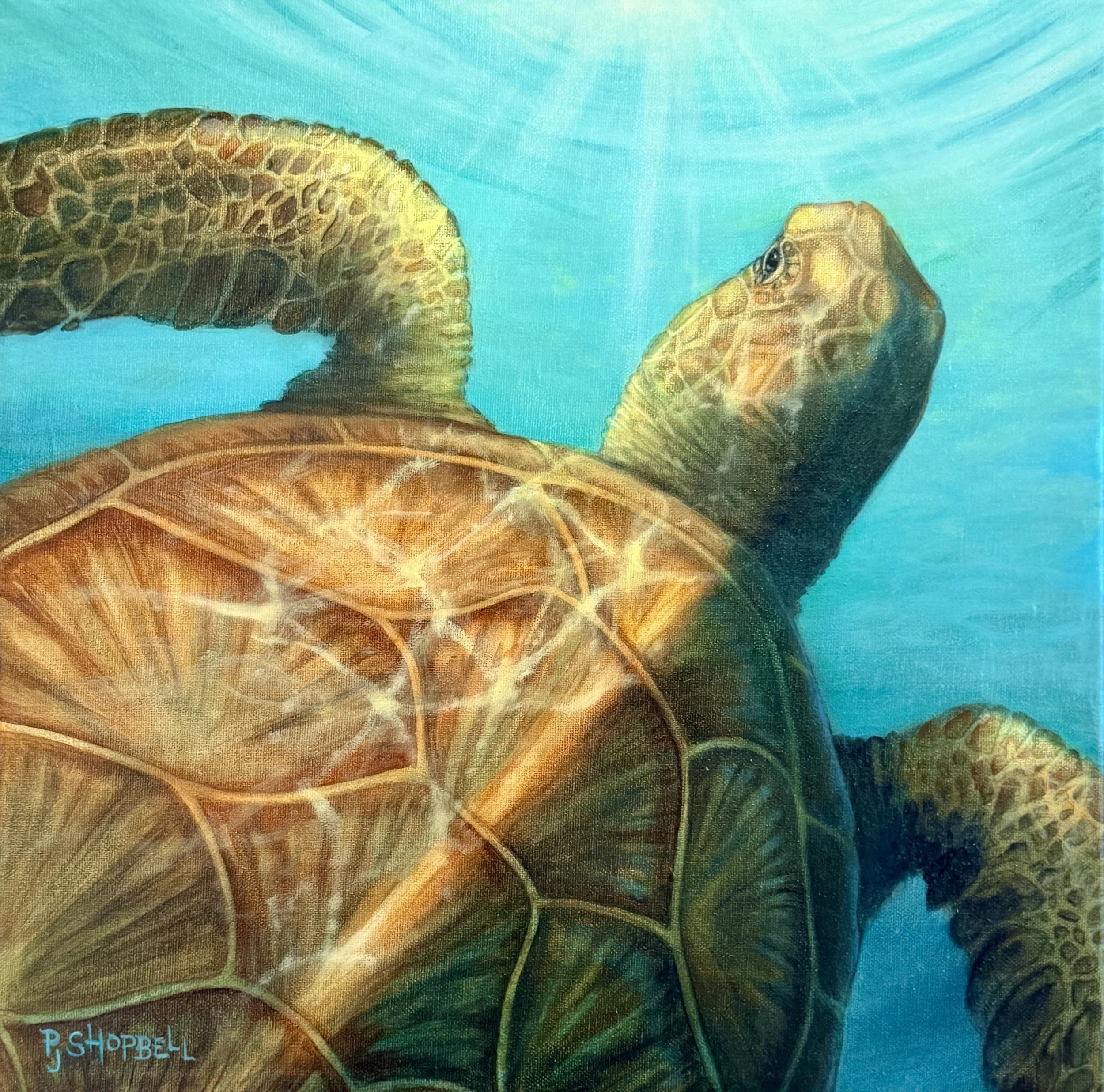 honu / sea turtle/ ocean/ sea life / Hawaii