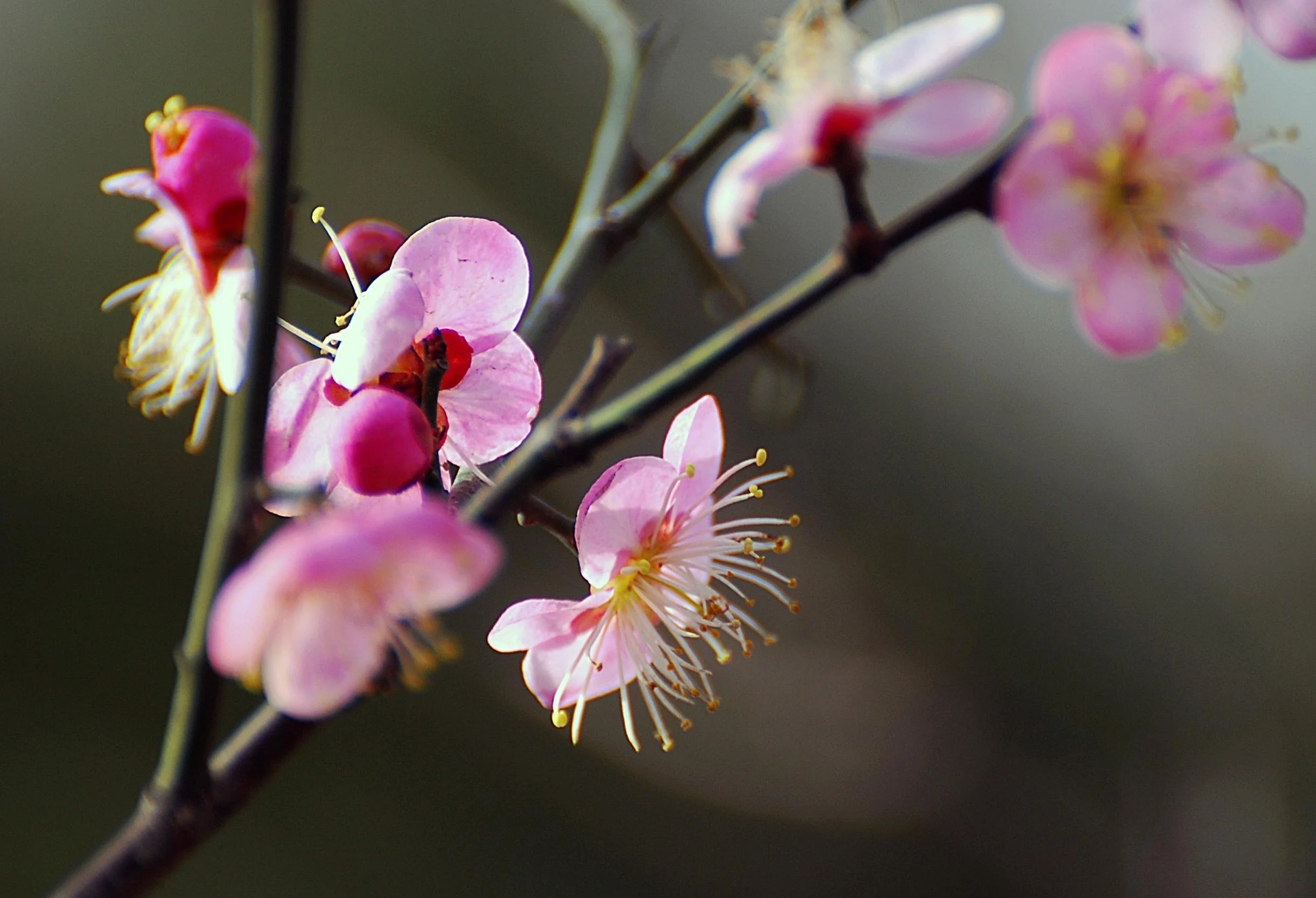 Plum Blossoms Don’t Know Spring: Practicing with Don’t Know Mind