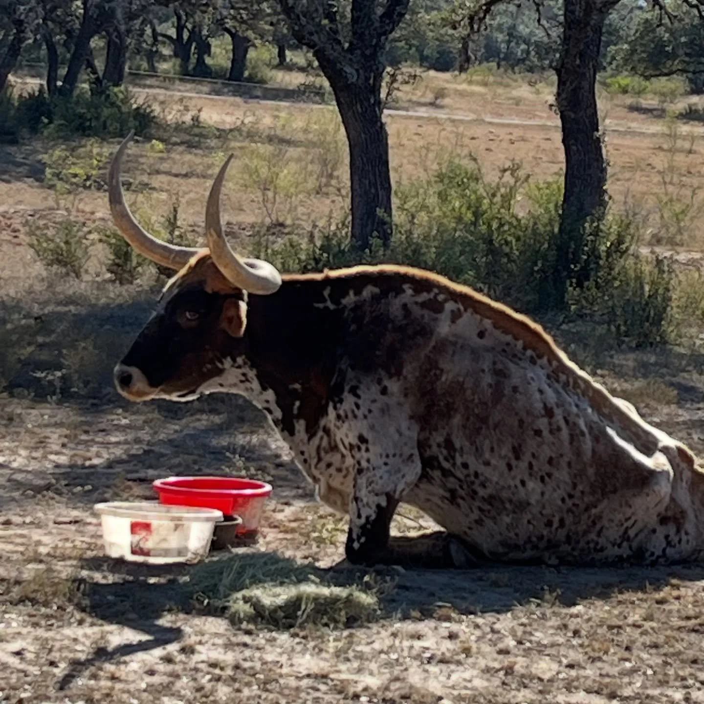 Took the day off. 
Happy new year y'all.
.
.
.
.
.
#downtime #texas #longhorn #texaslonghorn #onbreak