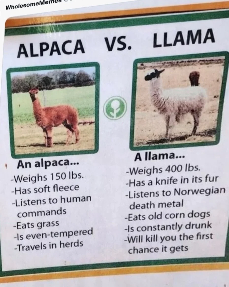 Get it straight. 
.
.
.
.
.
#getitstraight #llama #alpaca #indiepop #indiepopartist