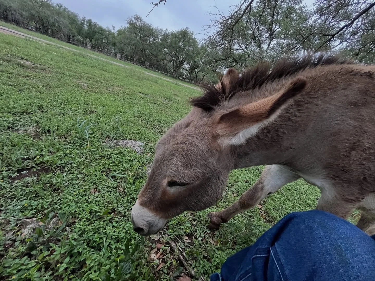 Animal spirit
.
.
.
.
.
#animalspirit #spiritguide #miniaturedonkey