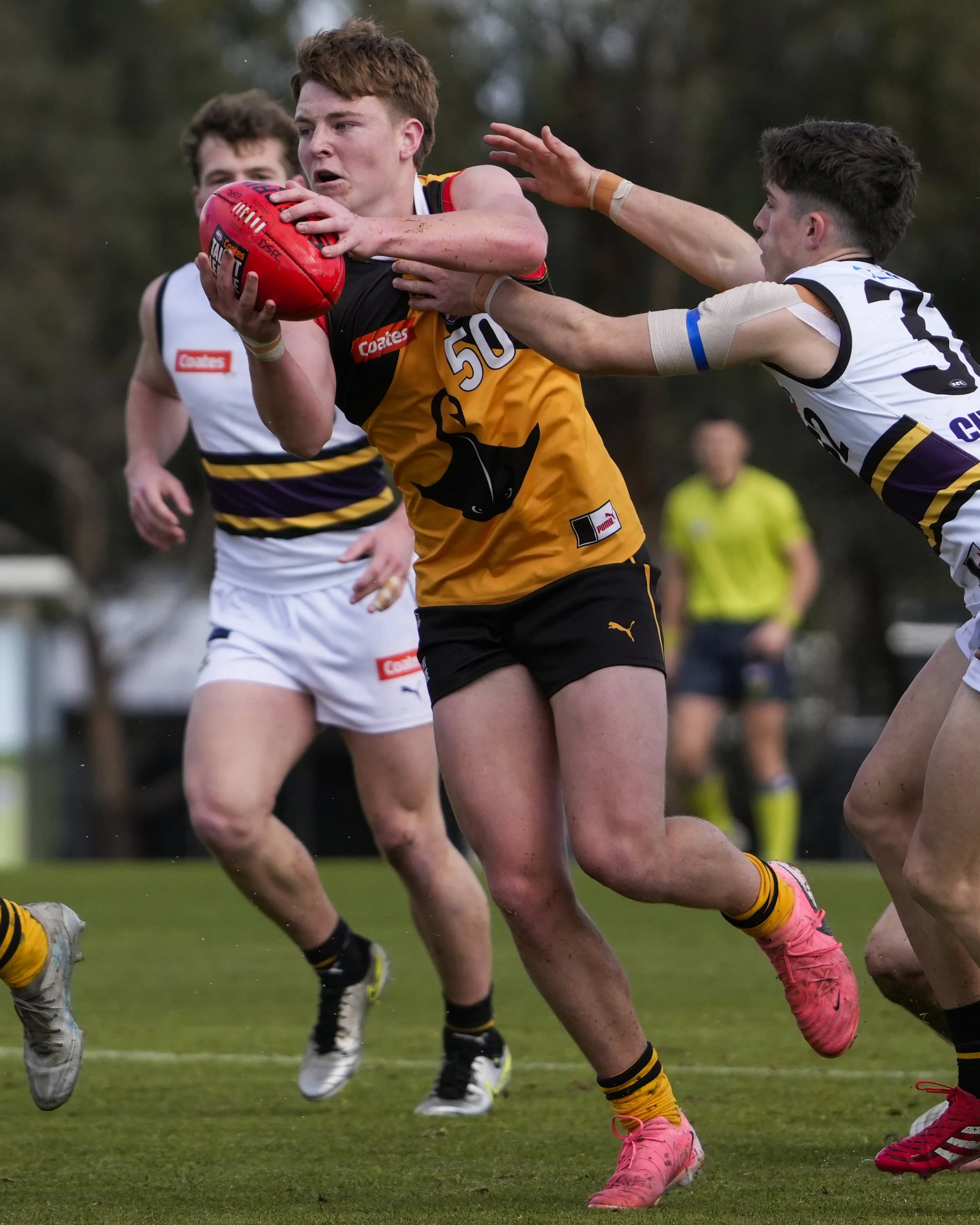 Dandenong Stingrays Boys WildCard