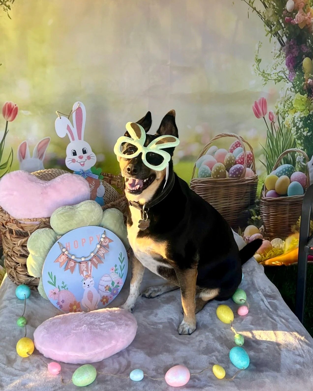 A dog wearing oversized white bunny ears and butterfly-shaped sunglasses sitting amid Easter-themed decorations, including baskets of colorful eggs, cotton candy, pastel-colored egg-shaped string lights, and a decorative sign with a bunny illustration and the words 'Hoppy Spring'.