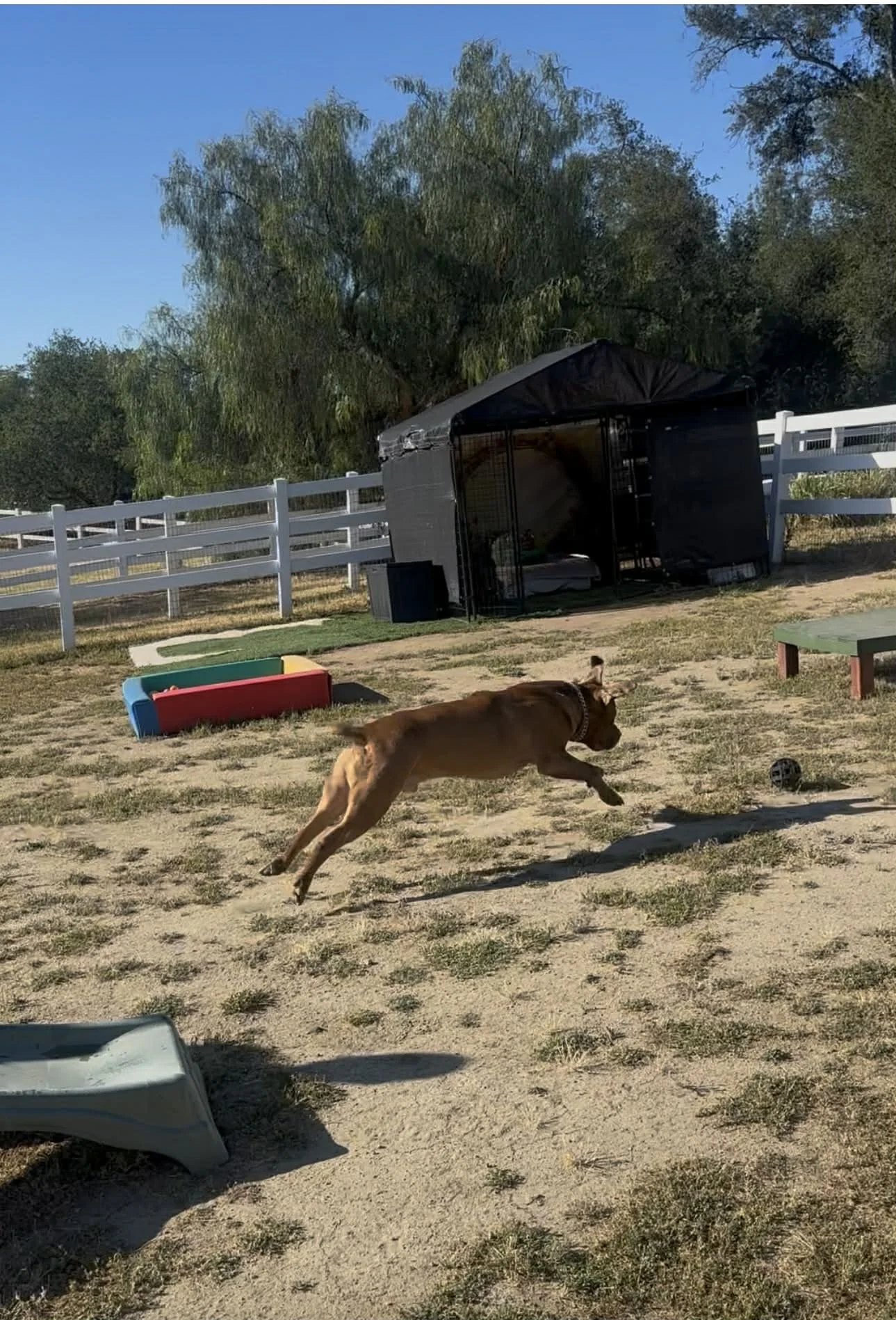 Private vs Public Dog Parks: What Your Reactive Dog Actually Needs