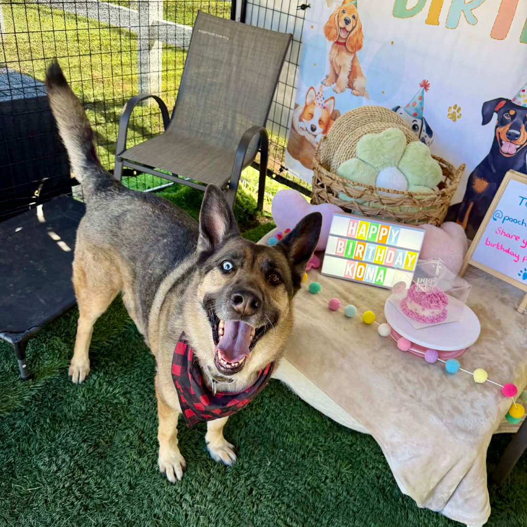 A happy dog with partially brown and black fur and striking blue eyes, wearing a red and black checkered bandana, standing on green grass next to a birthday setup with colorful decorations, a cake, and a sign that reads 'HAPPY BIRTHDAY KONA'.