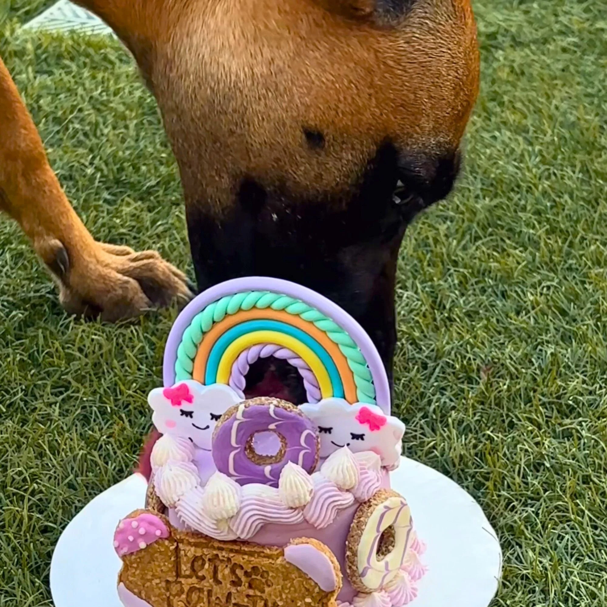Dog sniffing a colorful unicorn-themed birthday cake with rainbow and cupcake decorations on grass.