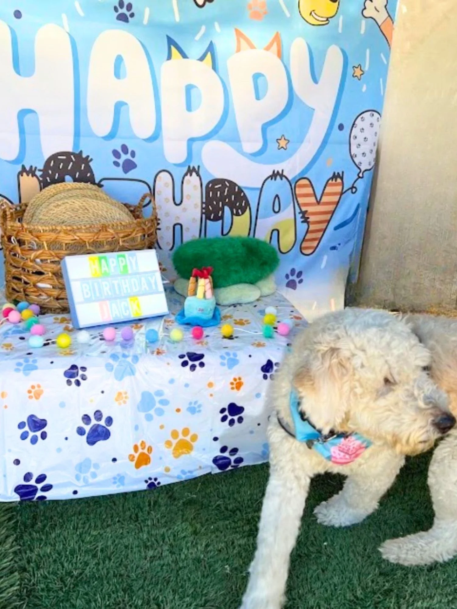 White-dog-celebrating-birthday-pooch-kingdom.jpg.jpg