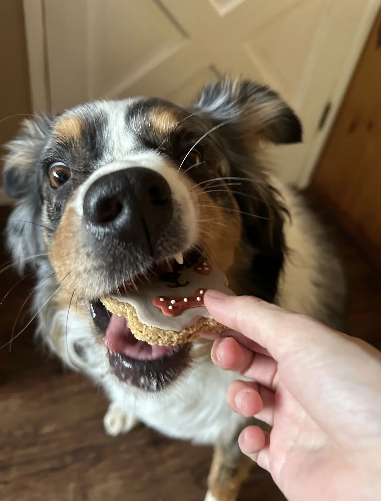 Image-Merle-Treat.jpg